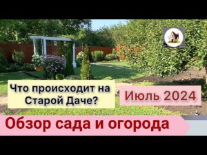 Старая Дача летом. Архив июль 2024