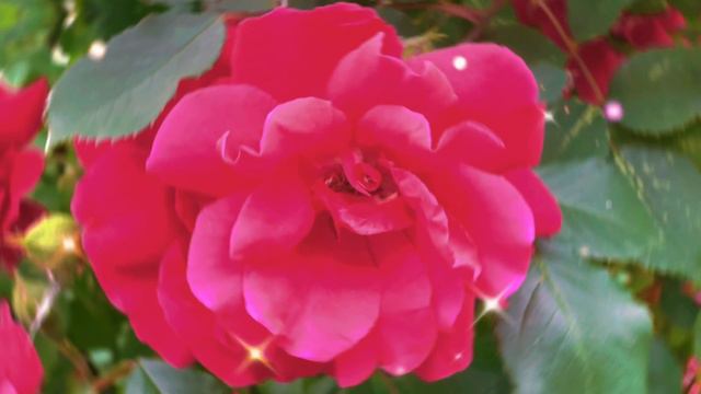 Добрий Ранок! Зустрічай новий день! смотреть онлайн