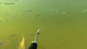 Подводная охота днем р.Дон - пеленгас карась щука окунь
