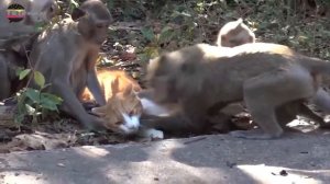 Обезьяны и Кошки