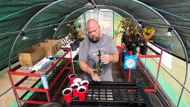 Croton Propagation #crotons #propagation #greenhouse #gardening #gardeningtips #tropicalplants смотреть онлайн