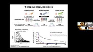 Палочки или колбочки: примеры адаптационных переходов в эволюции фоторецепторов позвоночных