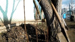 Гранат После Зимы - Перезимовал