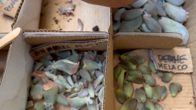 SUCCULENT LEAF PROPAGATION (Showing Progress AFTER 2 WEEKS) смотреть онлайн