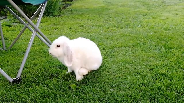 Белый вислоухий кролик вышел на прогулку. смотреть онлайн