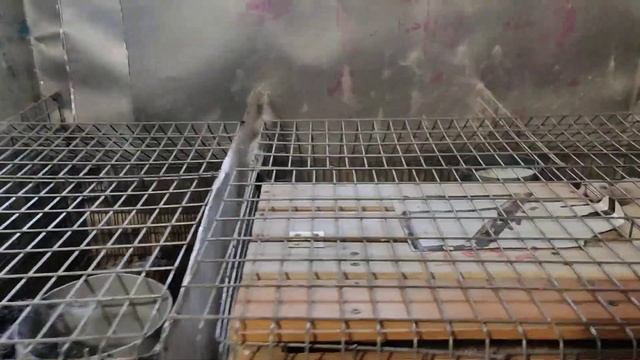 Кролики плодятся как кролики ? смотреть онлайн