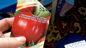 Выращивание помидоров и огурцов на балконе в 2023 году ➤Новые посадки➤ Часть 1