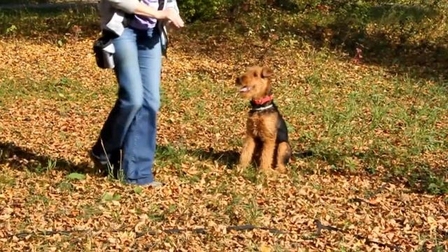 Щенок эрдельтерьера 4,5 месяца! Первые успехи в дрессировке. смотреть онлайн