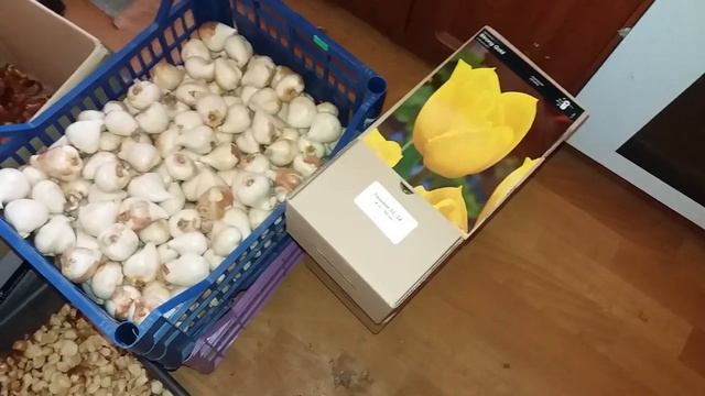 Выгонка тюльпана к 8 марта. Подготовка луковицы к высадке. Помещение для выгонки. смотреть онлайн