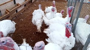 Индюки разведение и уход в домашних условиях