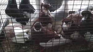 Короткоклювые турманы и чайки | Кранопегие и чернопегие турманы