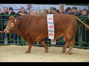 Бык породы Лимузин. Показ мясного КРС. Выставка Золотая Осень-2015