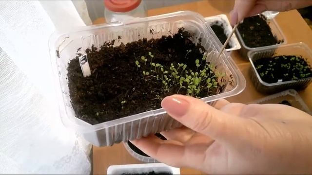 Петунии семь дней/Первая подкормка/Уход за всходами/Обзор всходов петунии