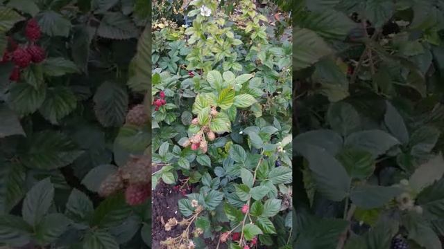 Неубиваемая и невыводимая ежевика Черная магия