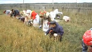 Процесс посадки и обработки льна - Уборка льна (19)