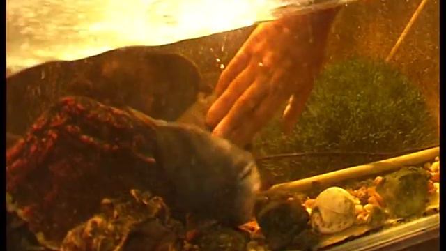 Пиранья на севере смотреть онлайн