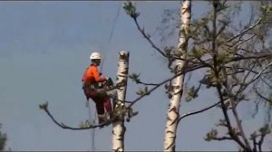 валка деревьев частями.flv