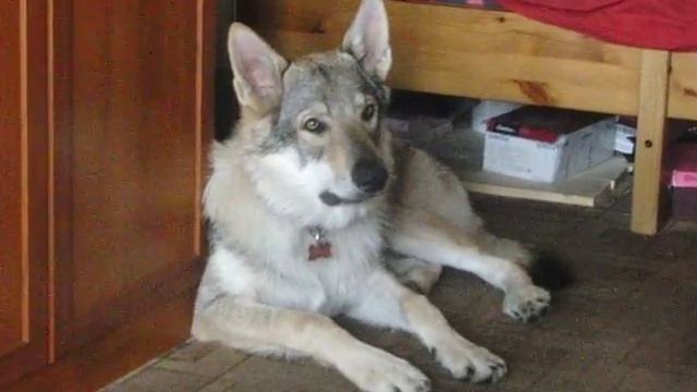 Канис слушает вой волков 2 смотреть онлайн