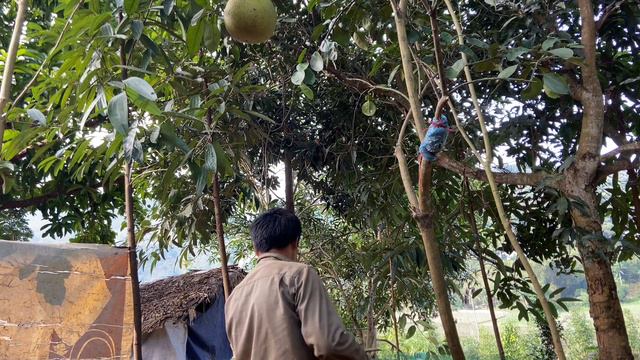 Xây dựng cuộc sống mới, tập 81, Trồng và chăm sóc cây ăn quả смотреть онлайн