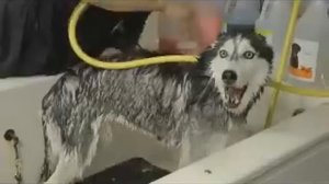 Собака поет. Песни собак