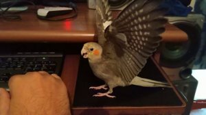 Корелла поет розовая пантера