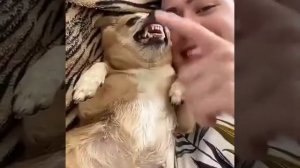 Собака укусила за палец