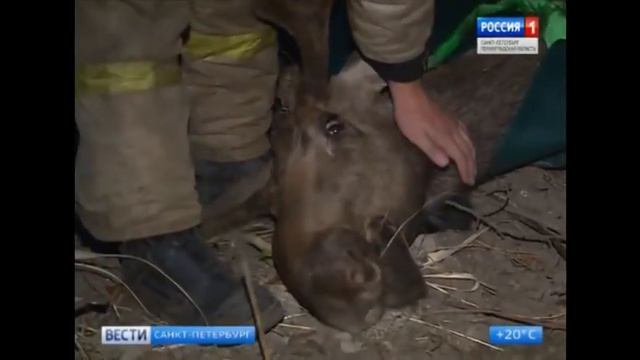 Жестокое обращением с животными. Зоозащитники снова зверствуют