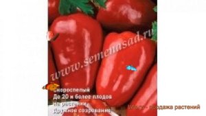 Перец сладкий Жаворонок (zhavoronok zhavoronok) ? обзор: как сажать, семена перца Жаворонок