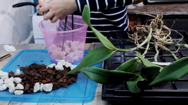 Посадка высокой КАТТЛЕИ. Blc. Durigan 'Hercules' от Florália Orquídeas смотреть онлайн