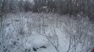 Охота  с гончими на хитрого зайца.#охота#охотаназайца#охотасгончими#