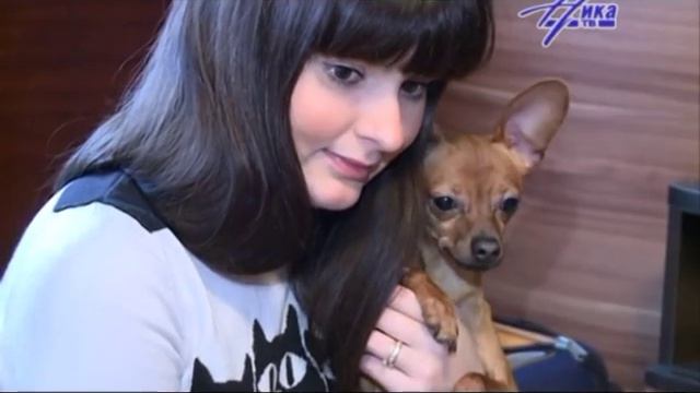 Порода Той-терьер смотреть онлайн