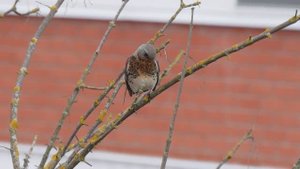 17 сентября 2022г - Дрозды рябинники