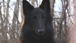 Грюнендаль Чёрная Перчинка