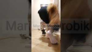 коты воители 3 часть