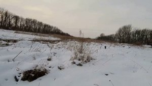 Охота на утку в Краснодарском крае!!! Шотландский Сеттер МИЯ - ЗОЛОТО, а не собака! Сезон 2020-21г.