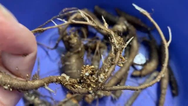Слепые корни пионов. Как вырастить новые почки? Мои первые результаты.??? смотреть онлайн