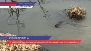 Бобры активизировались на территории Навашинского заказника