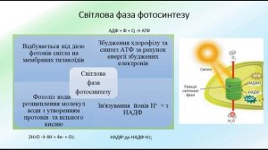 Біологія 9 клас. Фотосинтез