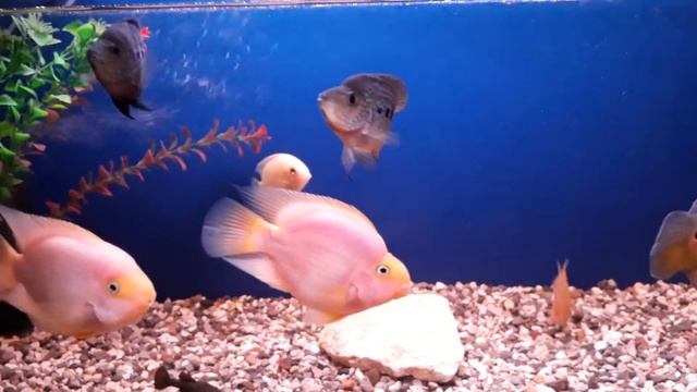 гибрид флаверхорна и цитроновой цихлазомы смотреть онлайн