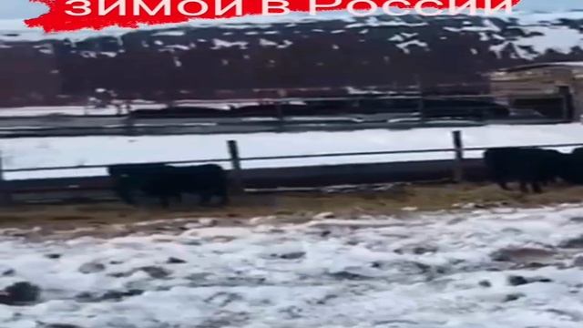 Абердин Ангус зимой бычки и телки. Продажа породы Абердин Ангус. Поставщик КРС в России и СНГ смотреть онлайн