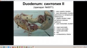 Pancreas et duodenum (14.02.18)