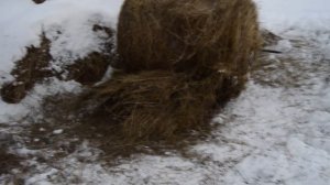 22 11 2018 Первый забой свиньи __ Коптим сало__.mp4