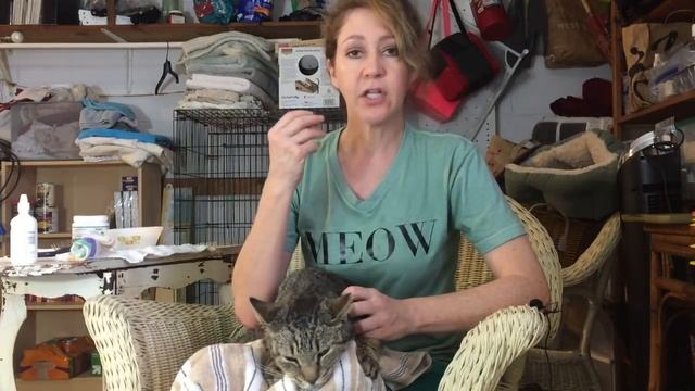 Simple at home TLC for a Cat with a Cold | Runny nose смотреть онлайн