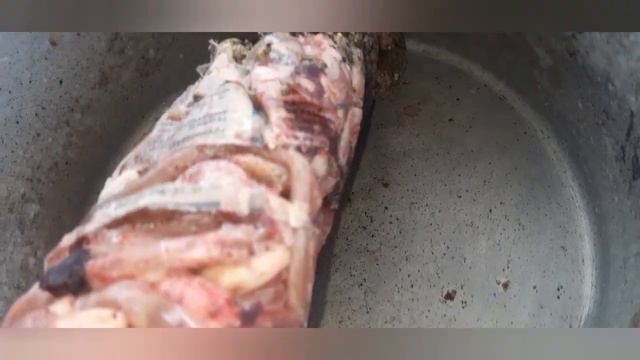 Сало и жиры стимулируют у кур яйценоскость. смотреть онлайн