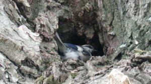 Синица белая лазоревка кормит птенцов, Azure tit feeds chicks