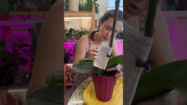 Труха из корней Орхидеи айрон мэн и непрозрачный горшок.