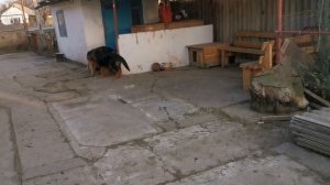 У СОБАКИ ОТИТ ЧТО ДЕЛАТЬ