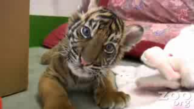 смешные животные смотреть онлайн