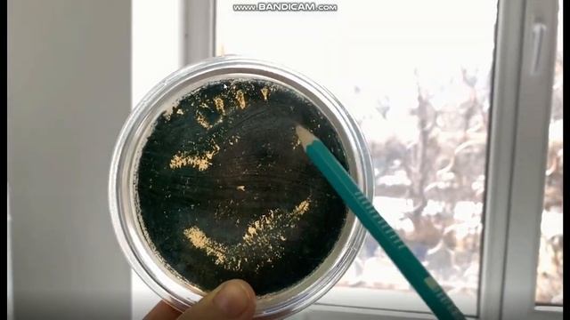 Тестирование биопрепаратов как стимуляторов роста и защиты растений