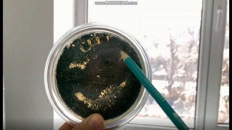 Тестирование биопрепаратов как стимуляторов роста и защиты растений